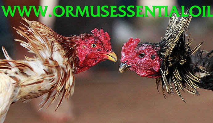 Đá Gà Trực Tiếp - Trải nghiệm tuyệt vời